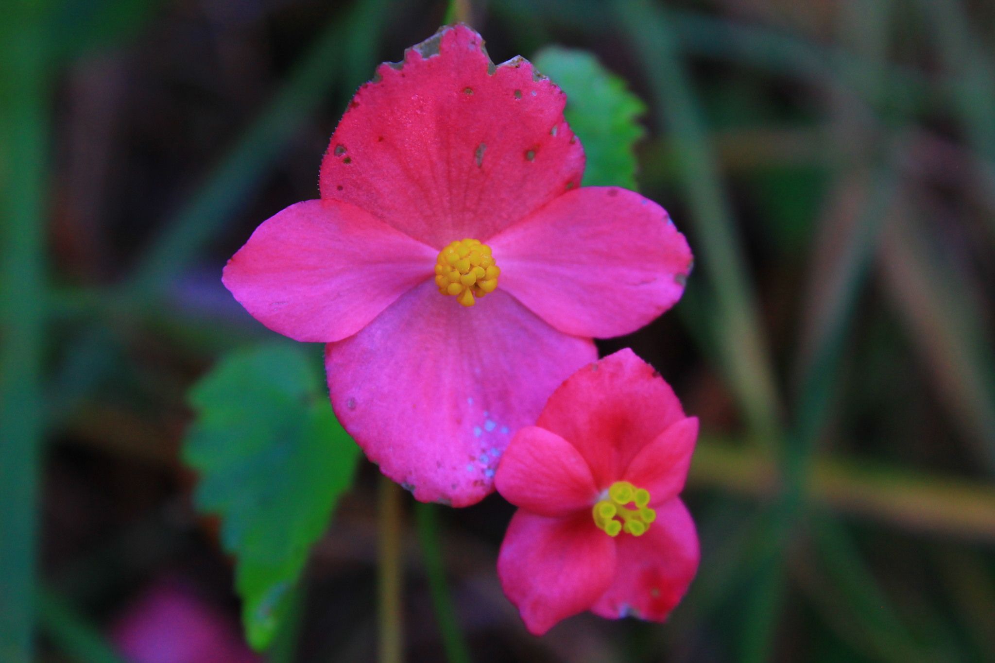 Begonia gracilis