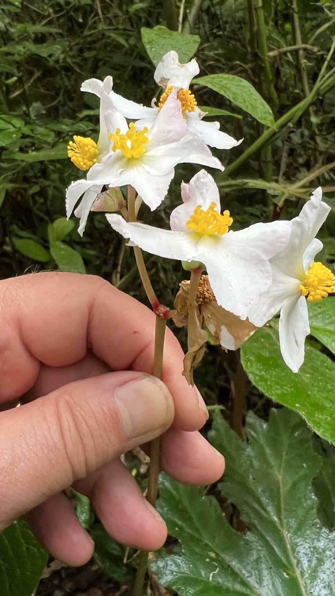Begonia leathermaniae