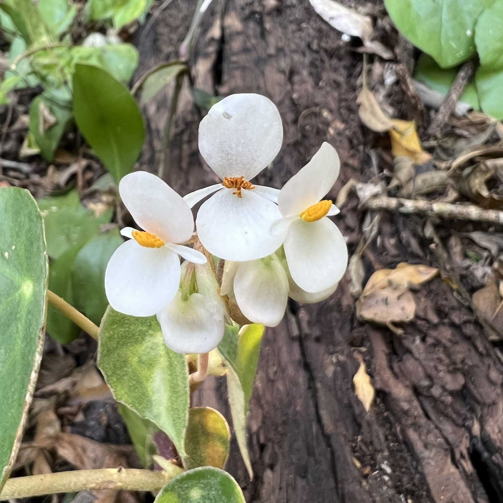 Begonia peltata