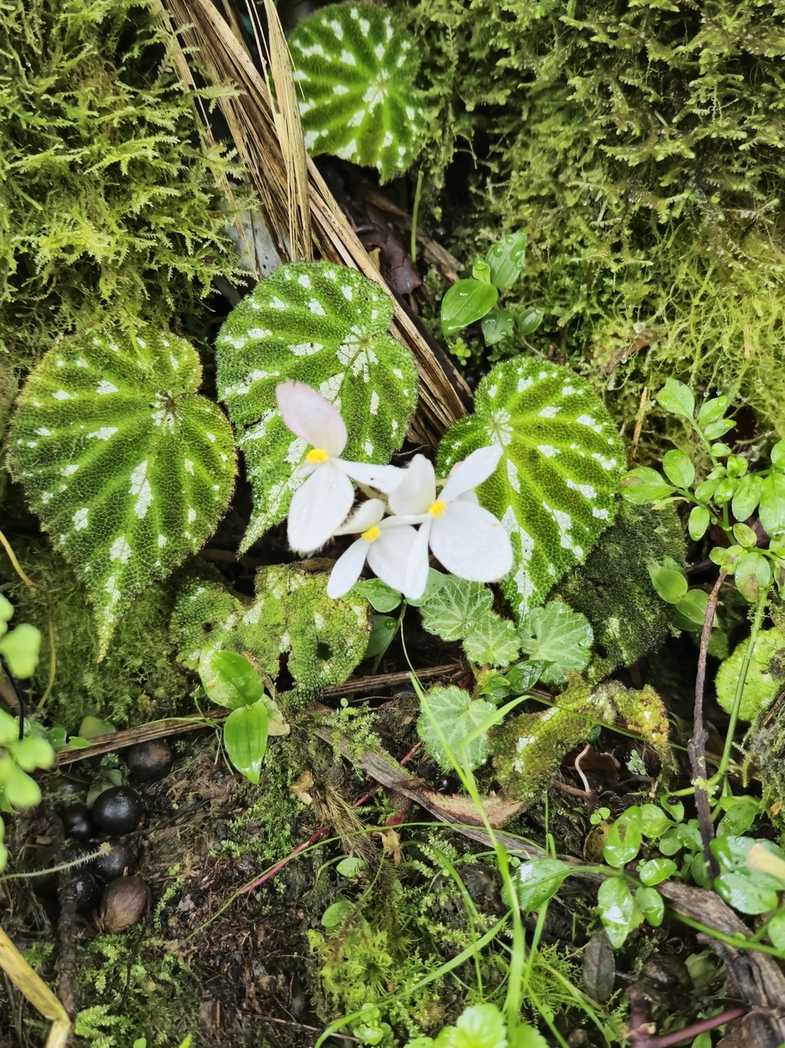 Begonia pustulata