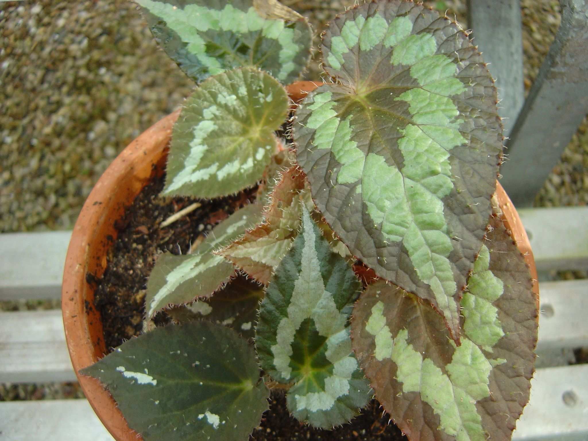 Begonia rex