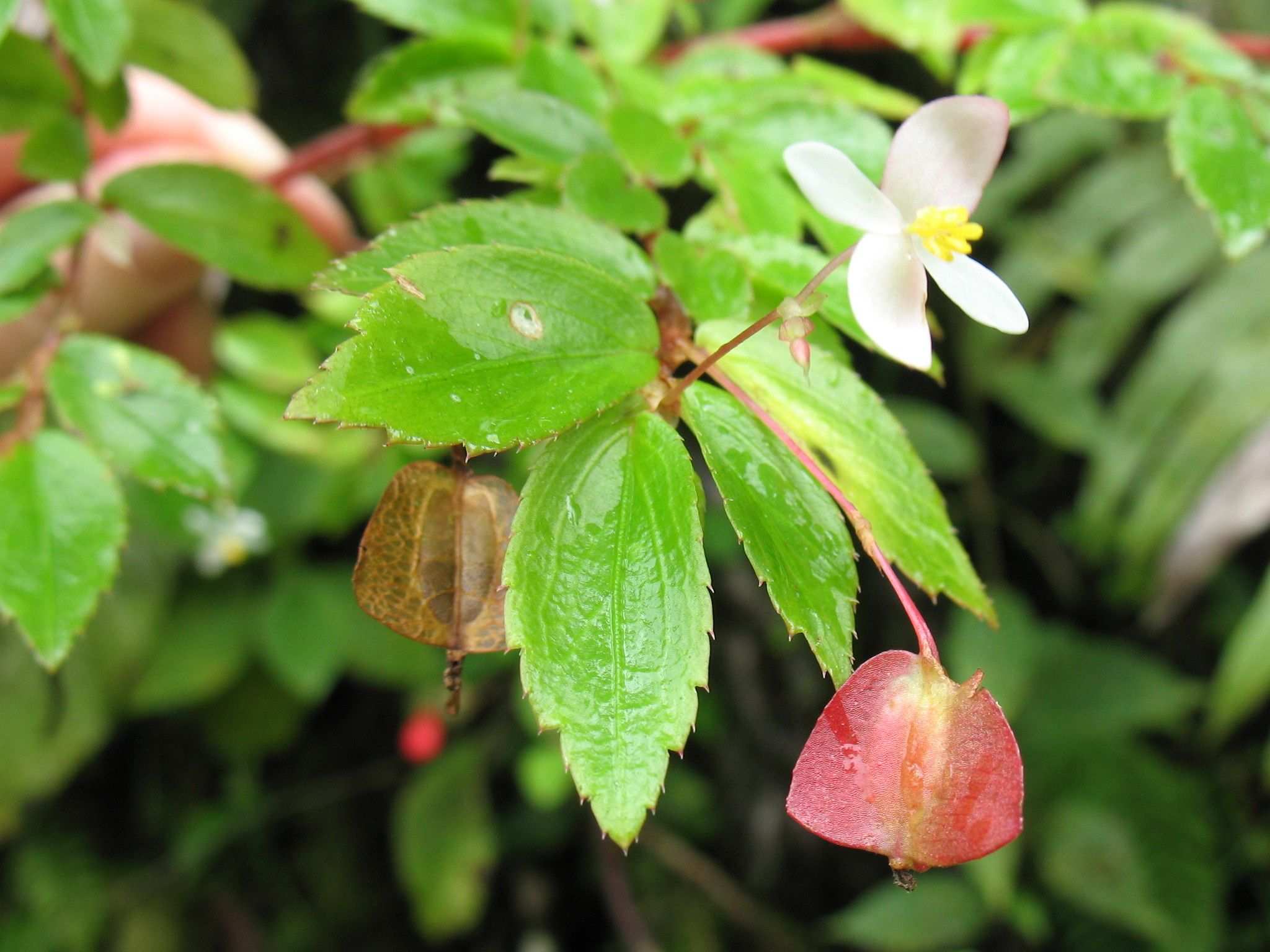 Begonia sp.