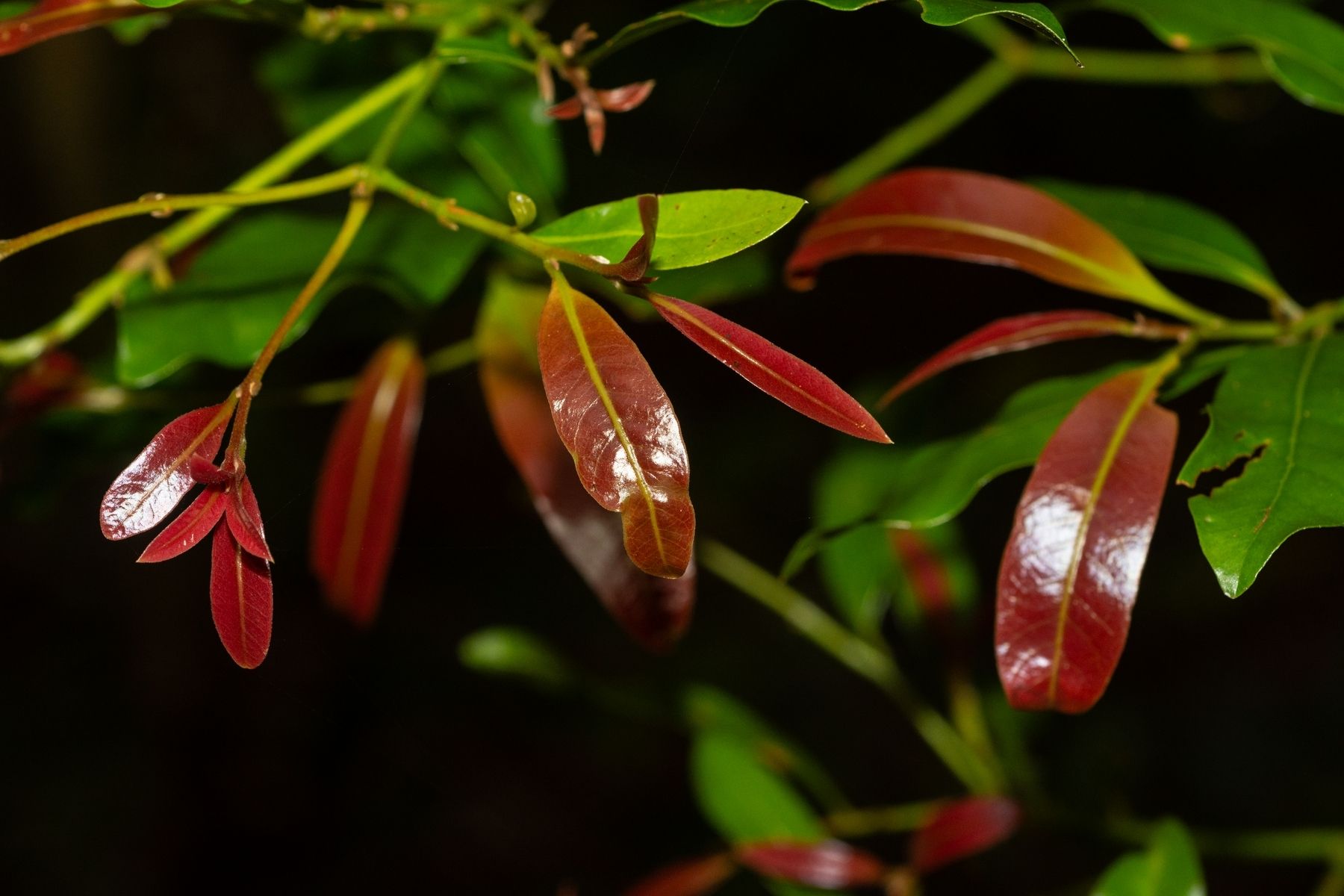 Beilschmiedia obtusifolia