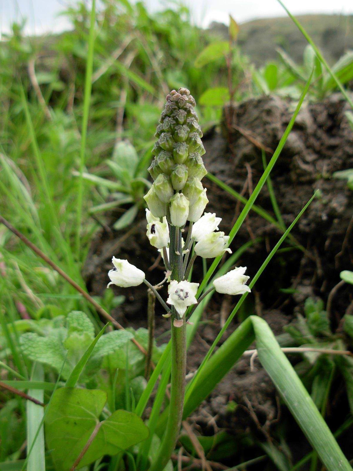 Bellevalia romana