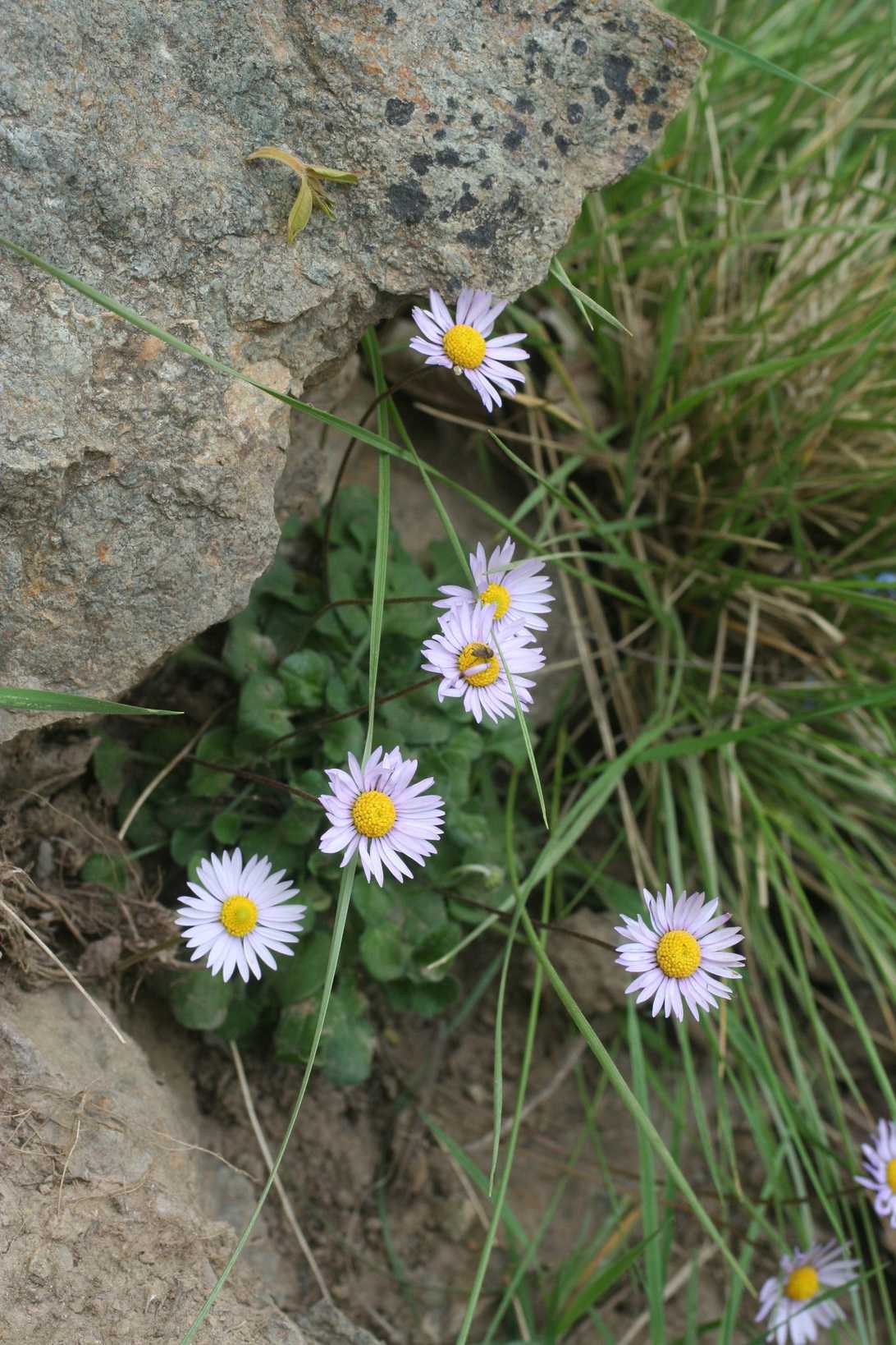 Bellis caerulescens
