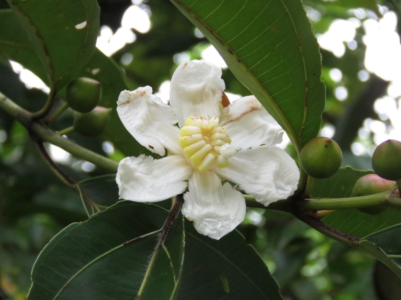 Bellucia grossularioides