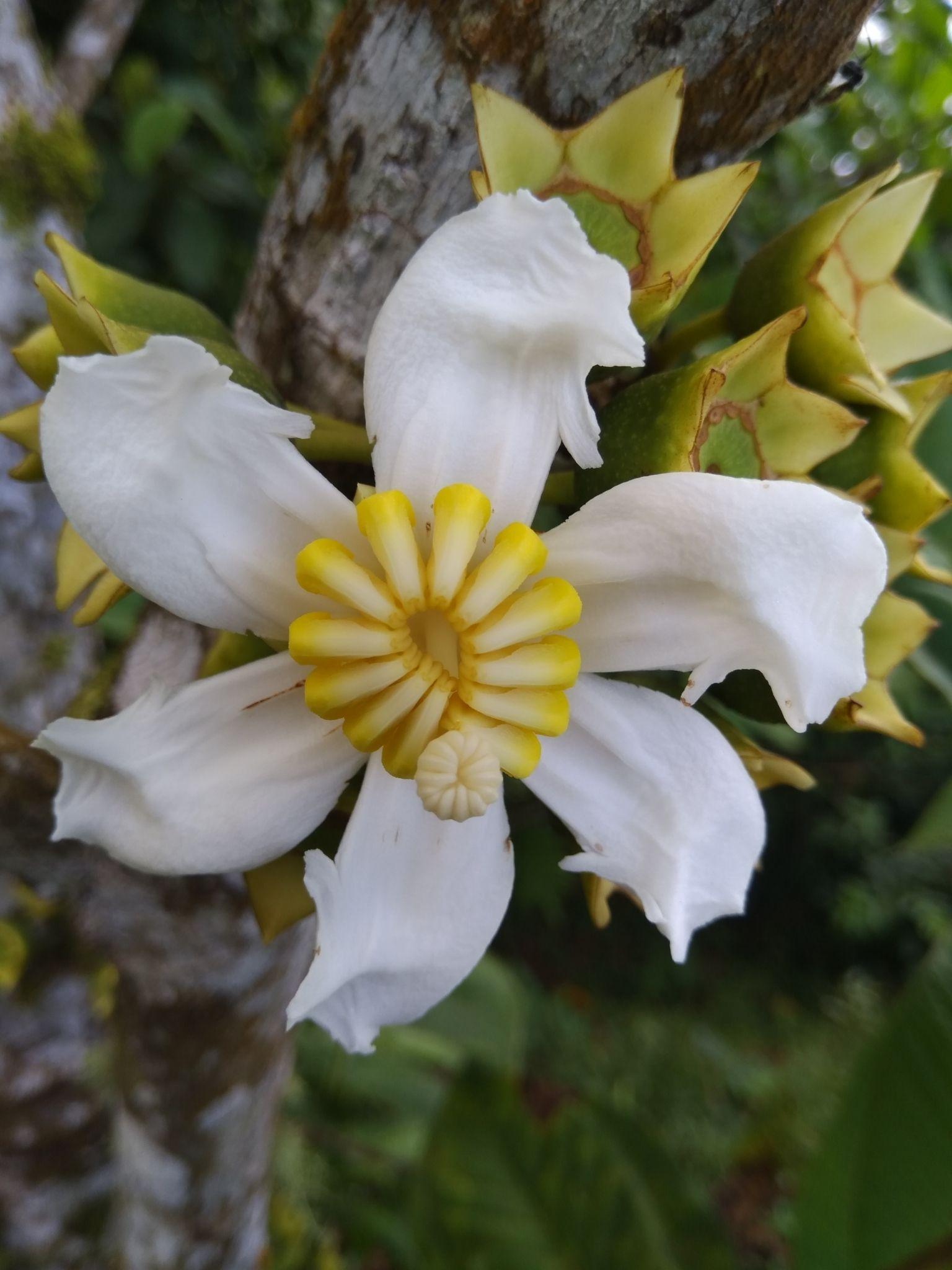 Bellucia pentamera