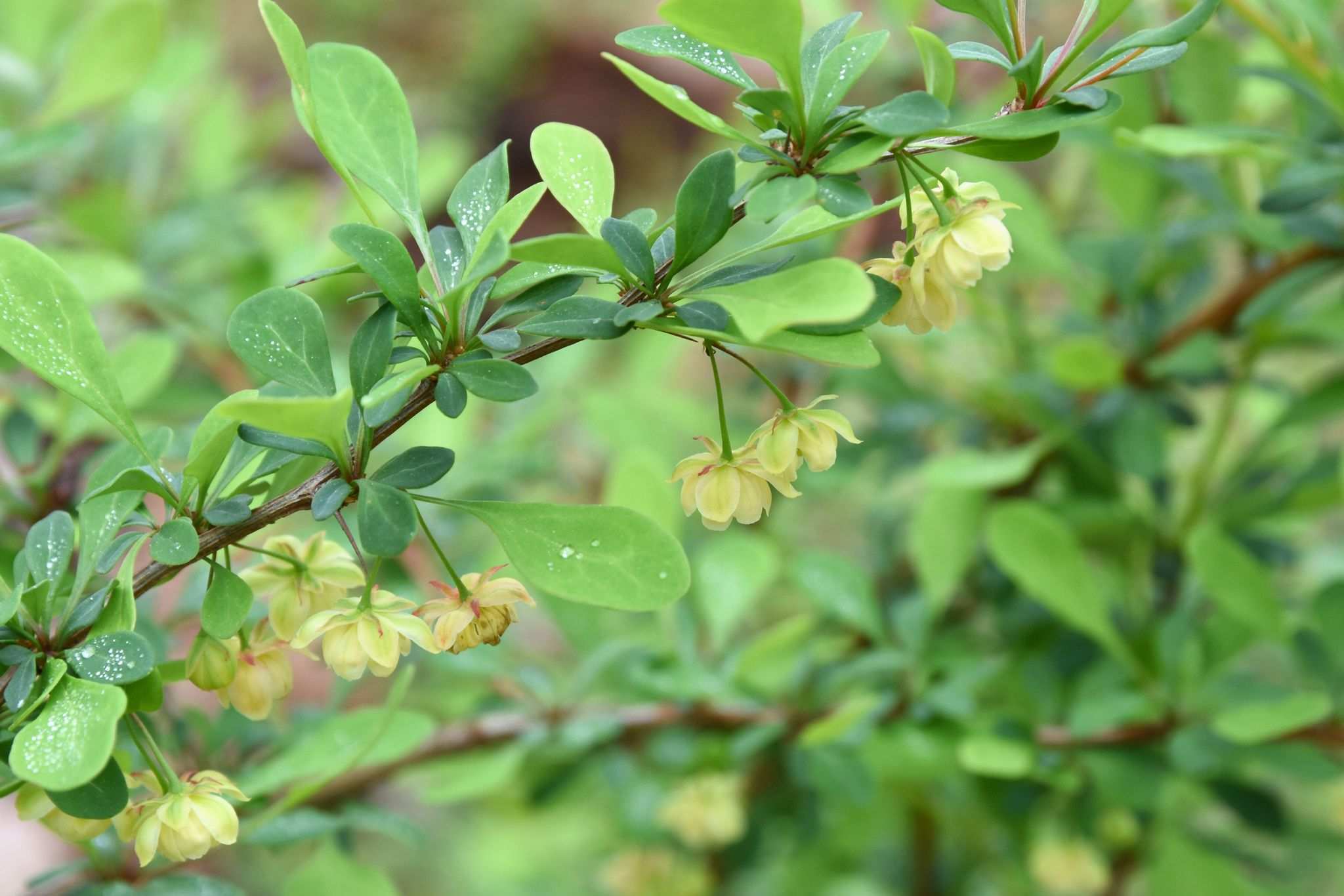 Berberis