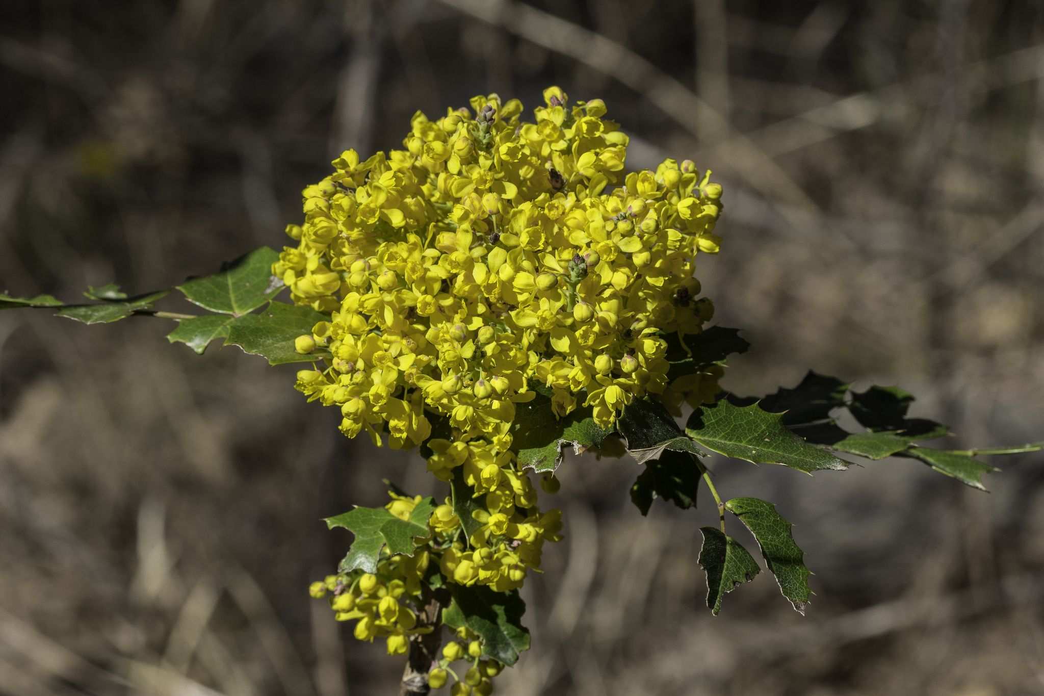 Berberis aquifolium