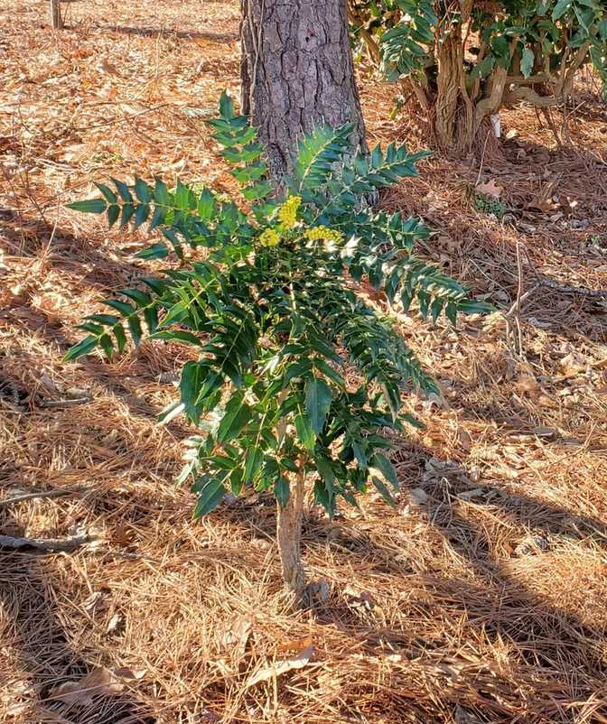 Berberis bealei