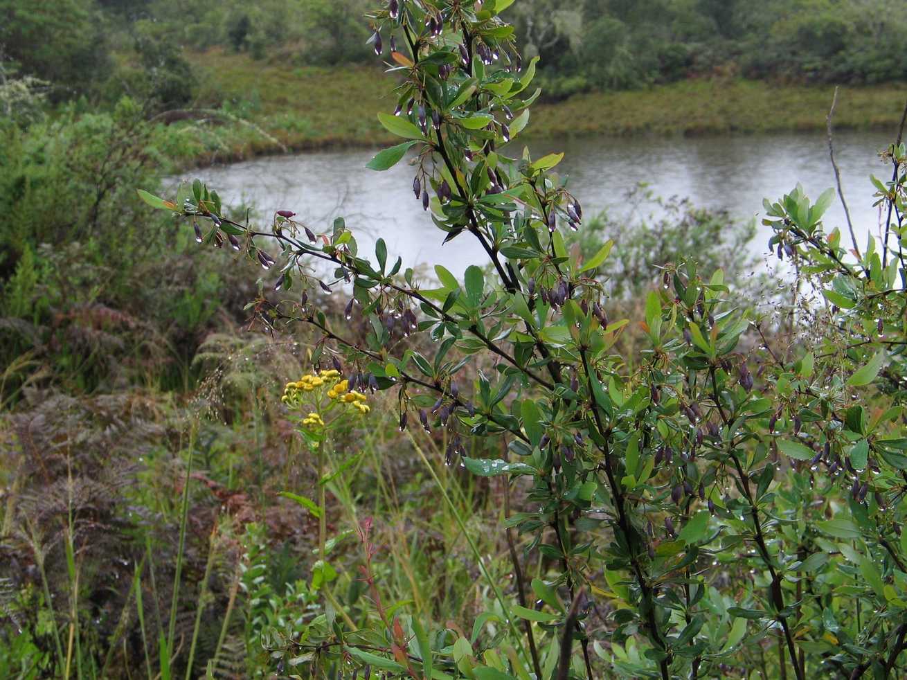 Berberis holstii