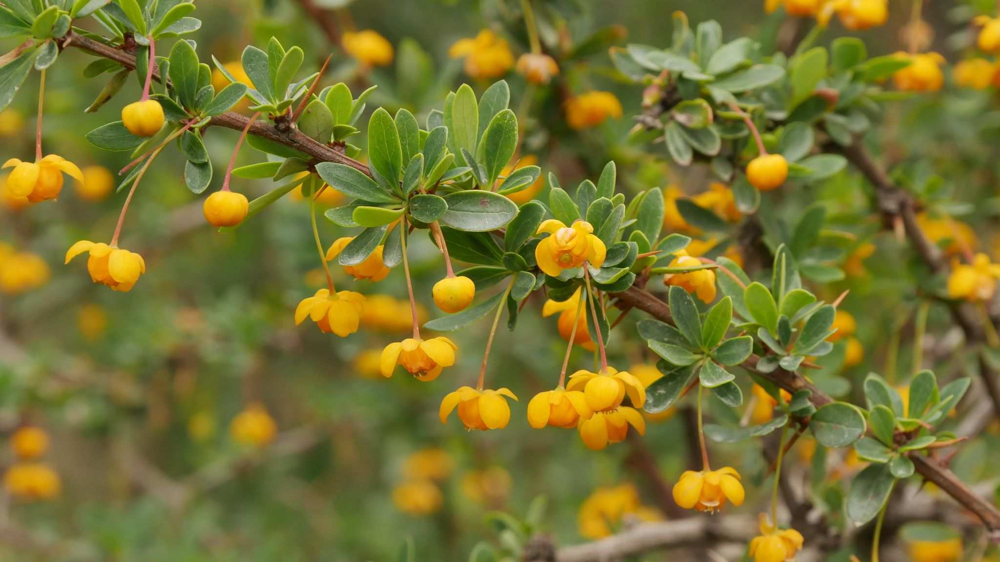 Berberis sp.