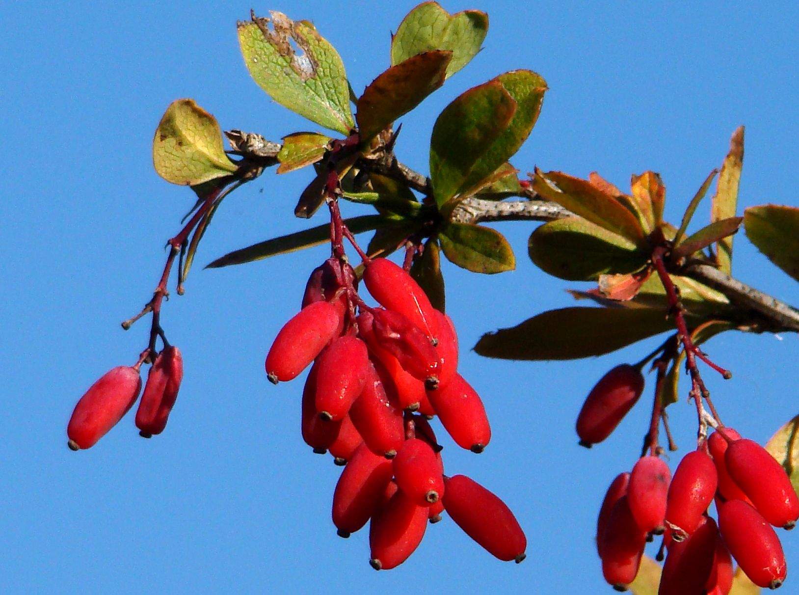 Berberis vulgaris