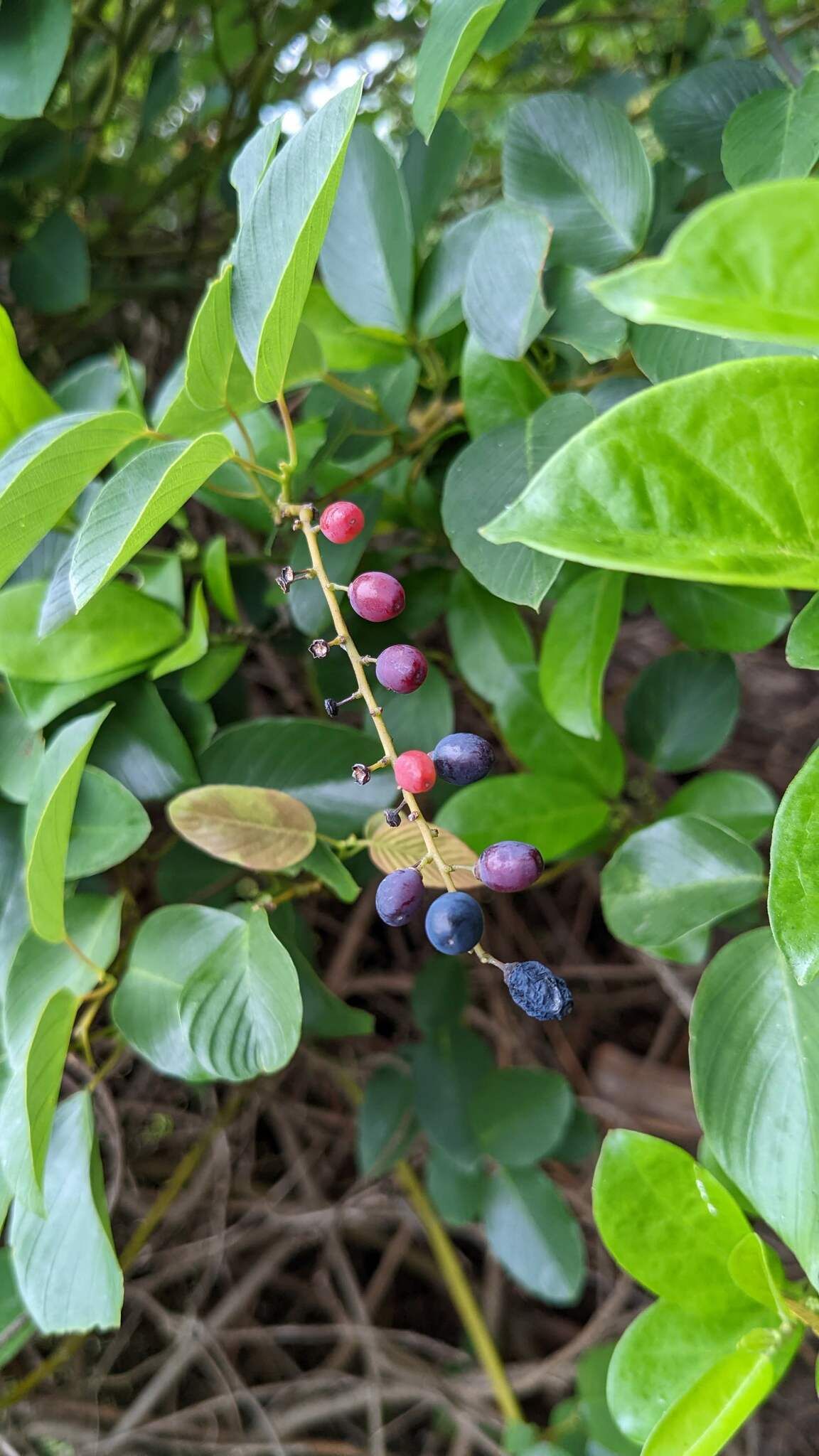 Berchemia racemosa