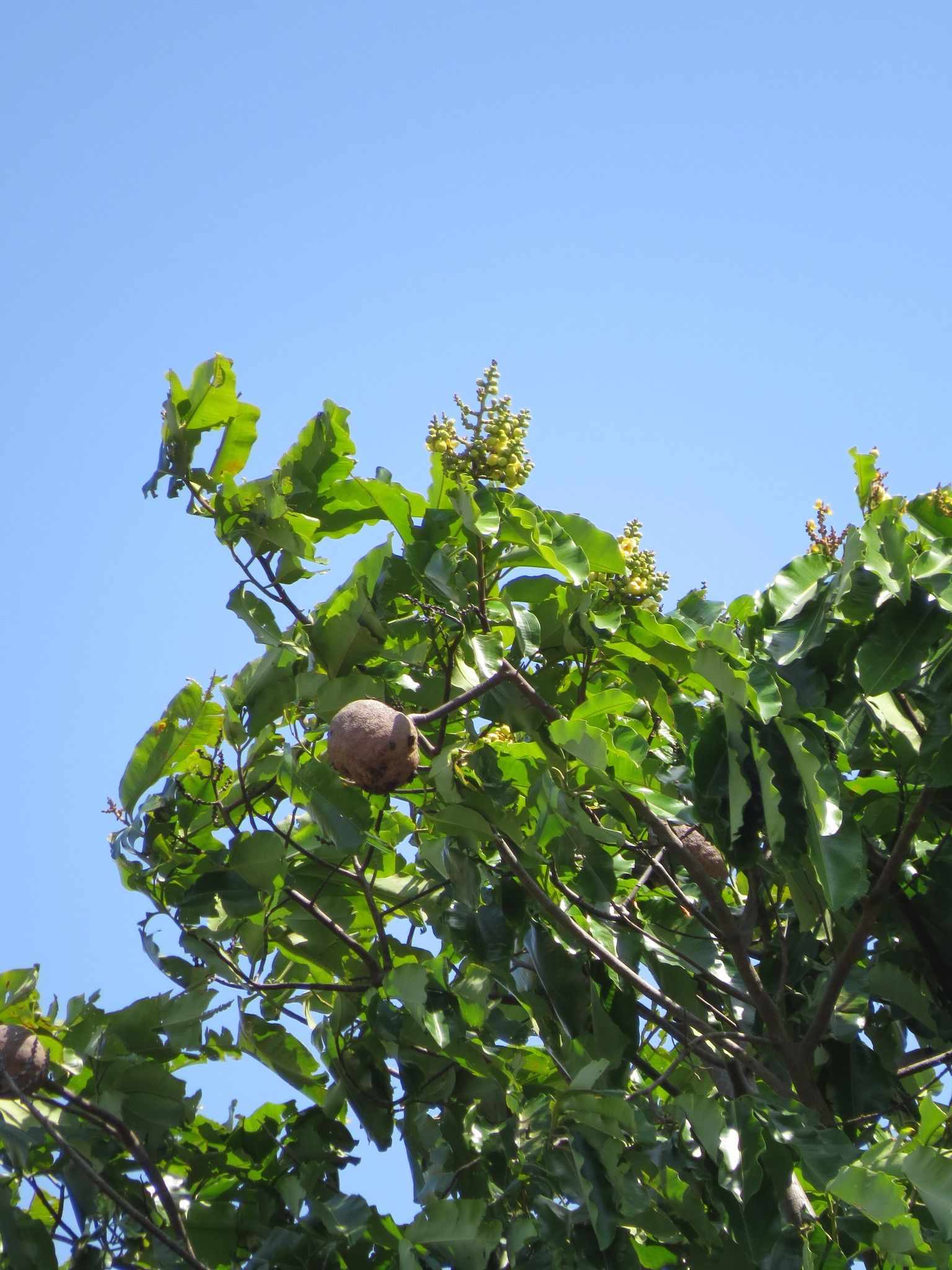 Bertholletia excelsa