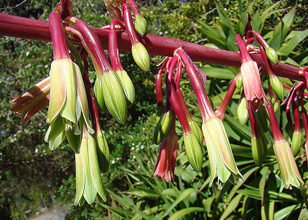 Beschorneria albiflora
