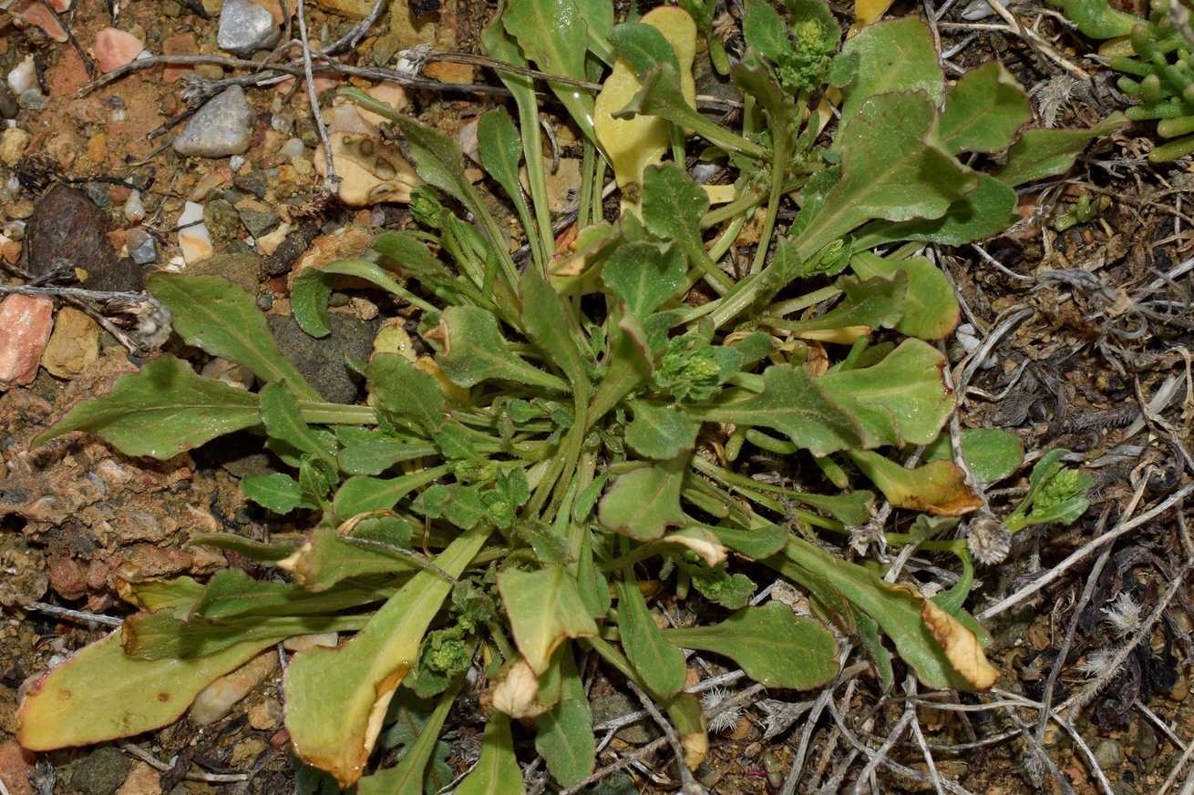 Beta macrocarpa