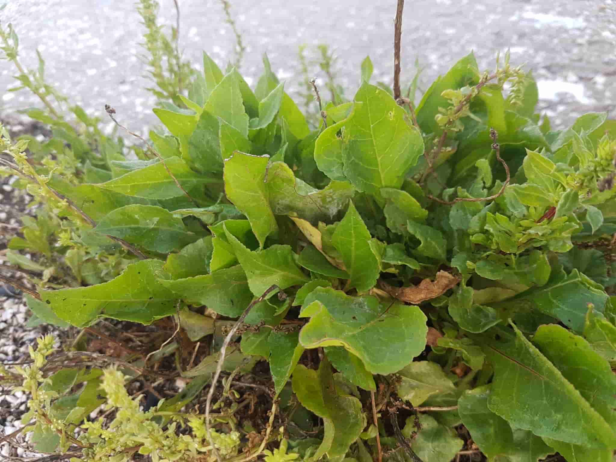 Beta vulgaris