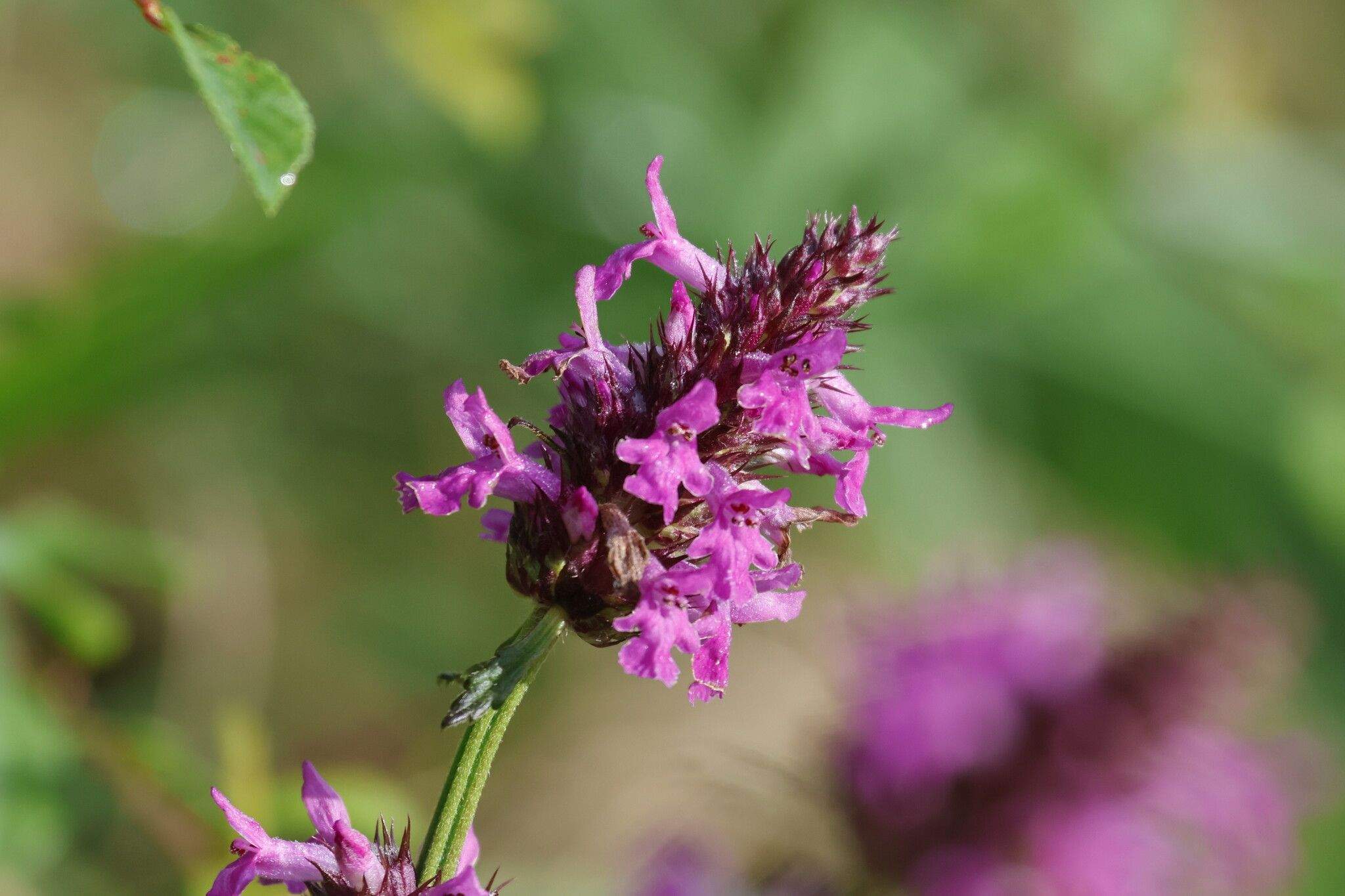 Betonica officinalis