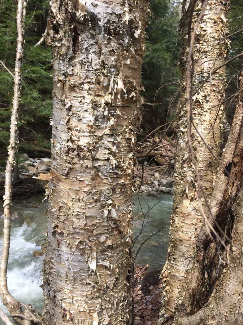 Betula alleghaniensis