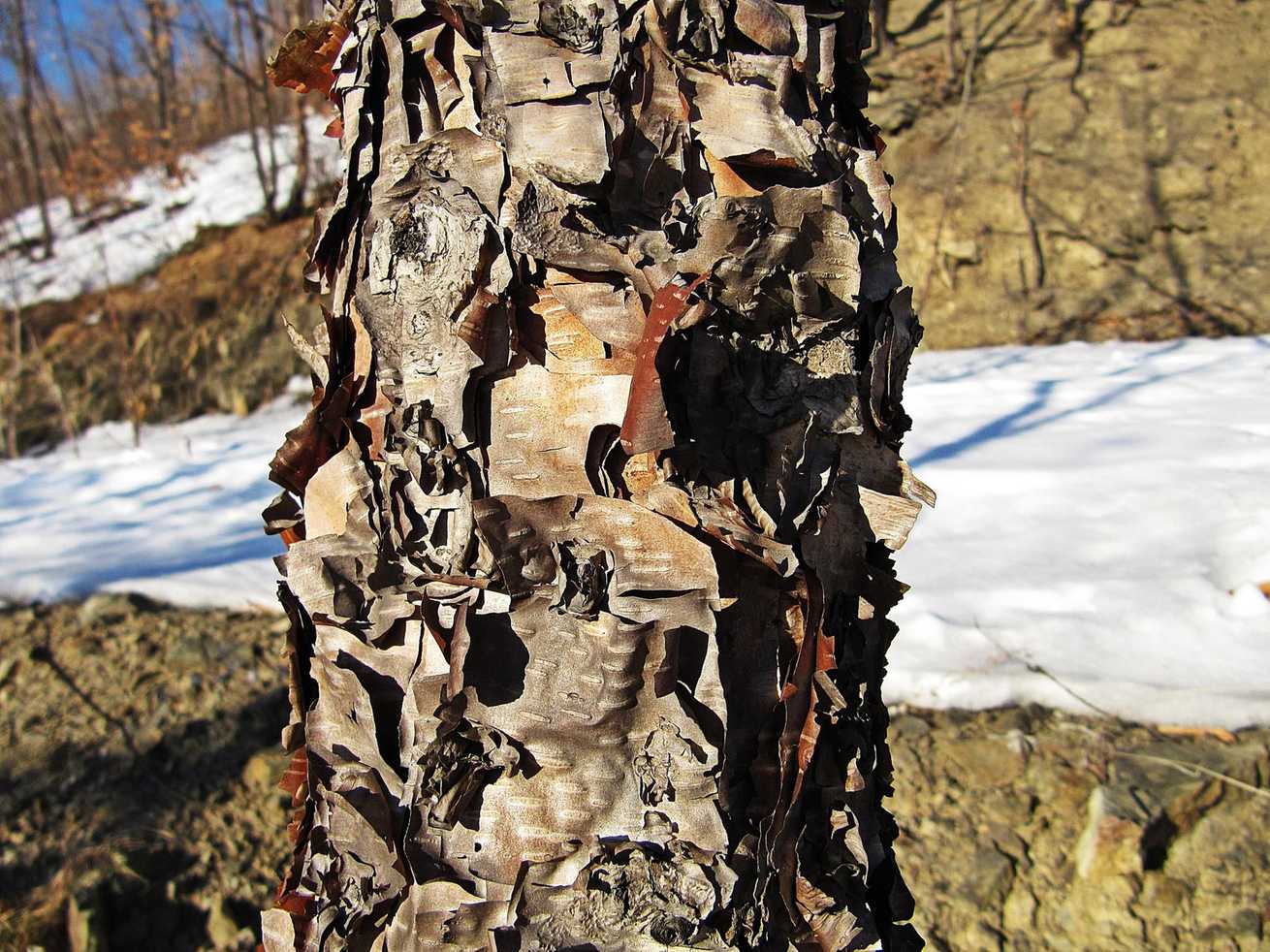 Betula davurica