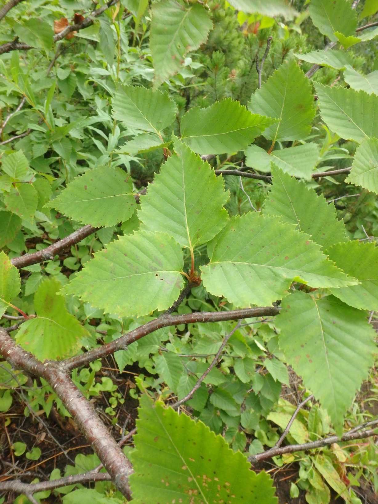 Betula ermanii