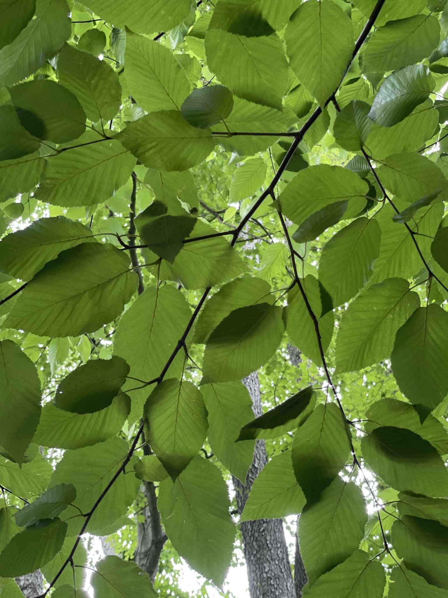 Betula lenta
