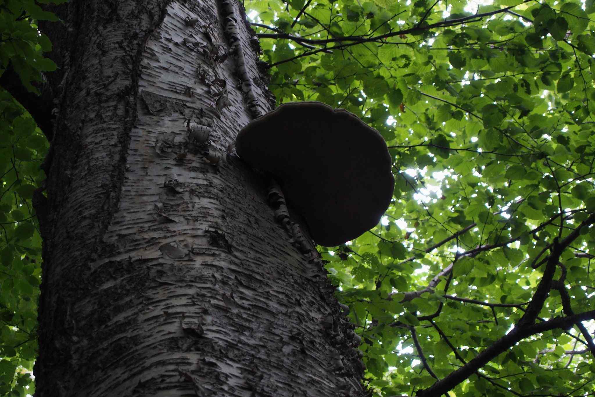Betula maximowicziana