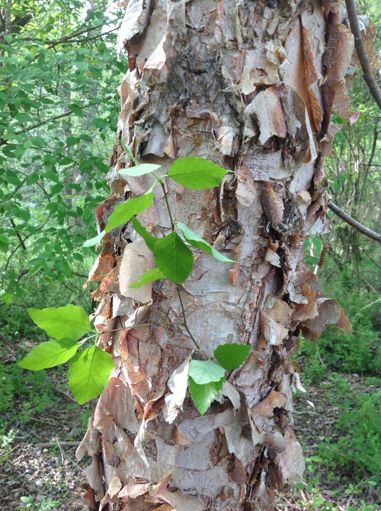 Betula nigra
