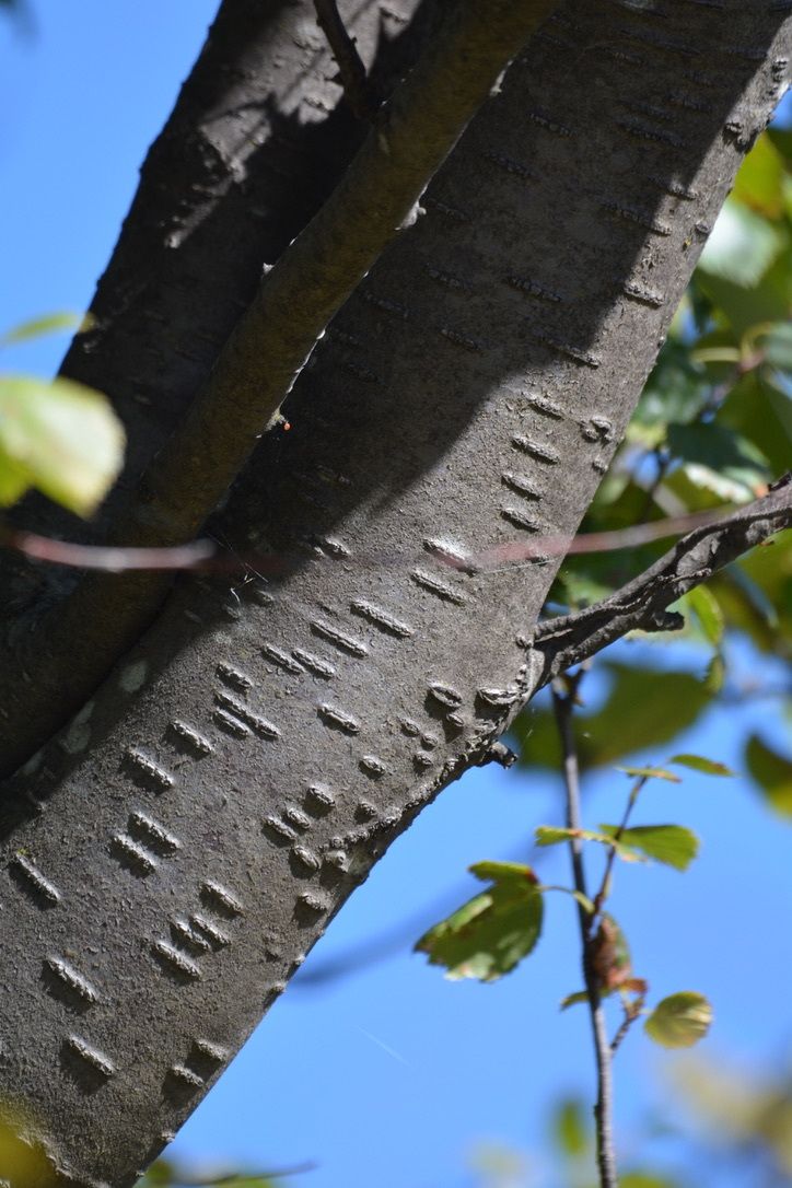 Betula occidentalis