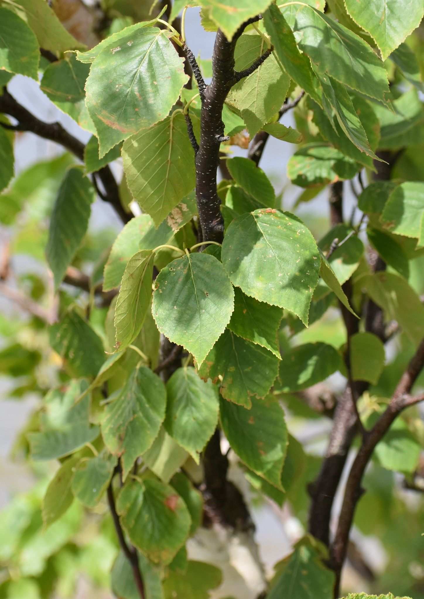 Betula papyrifera
