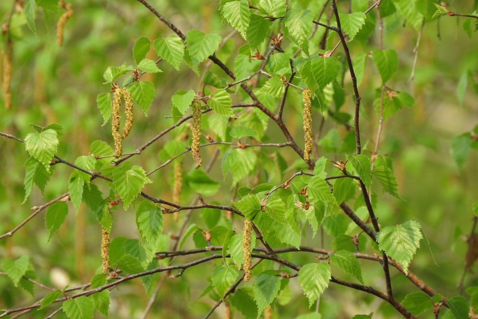 Betula pendula