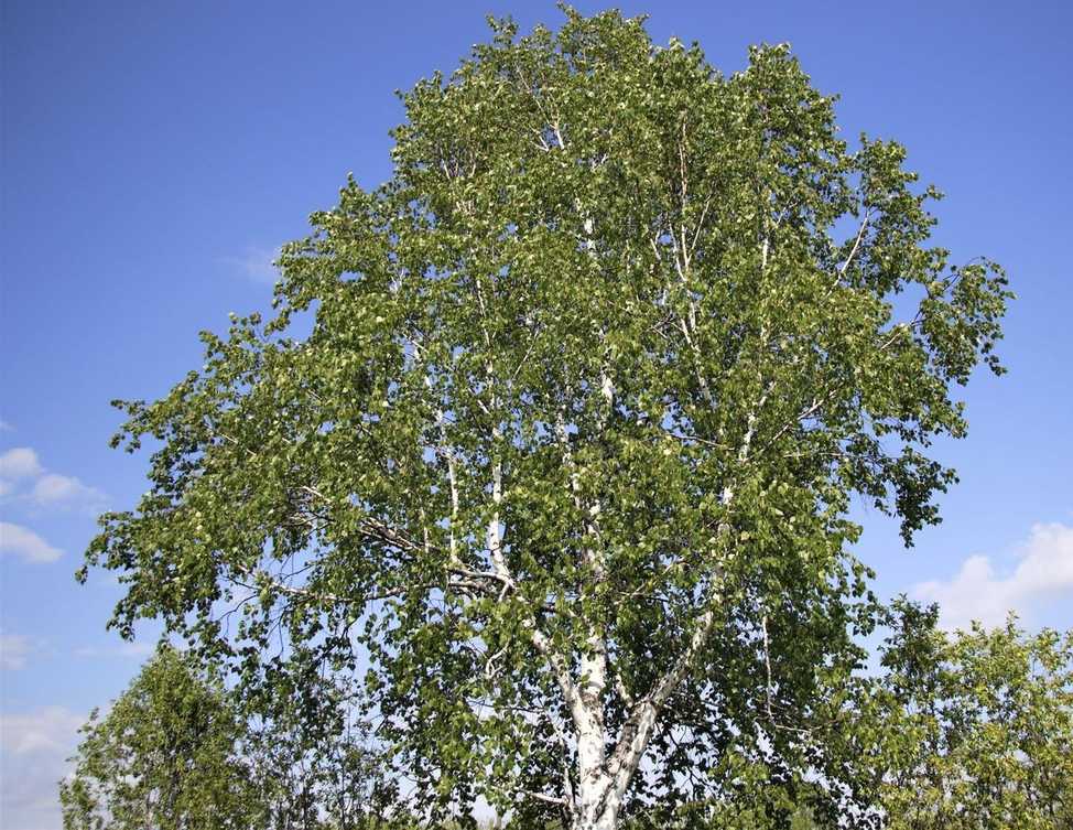 Betula platyphylla
