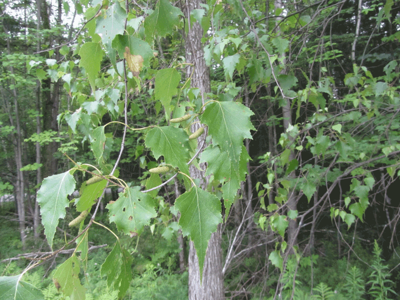 Betula populifolia