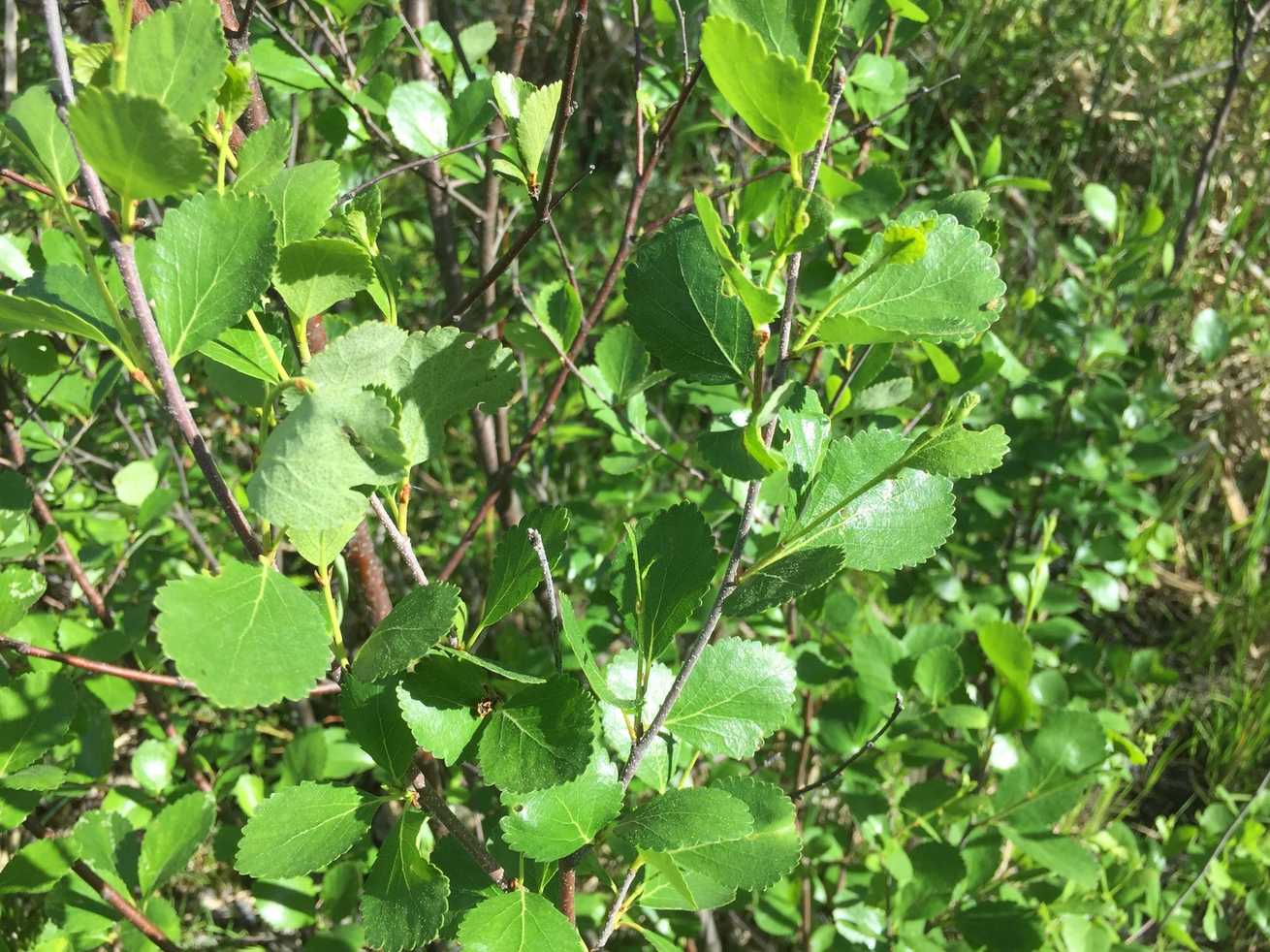 Betula pumila