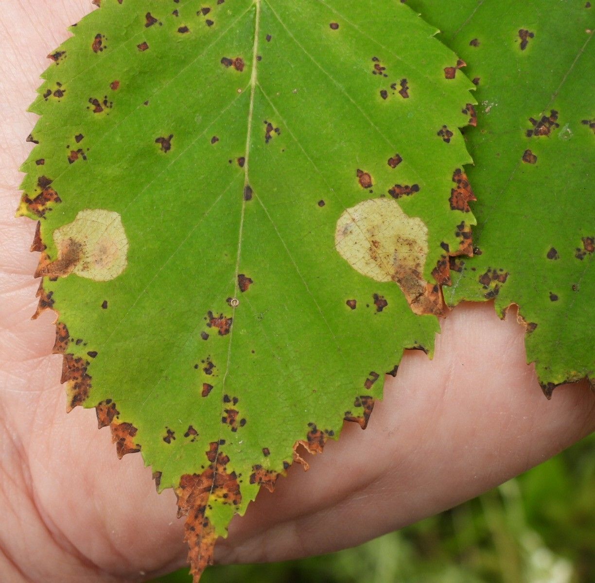 Betula sp.