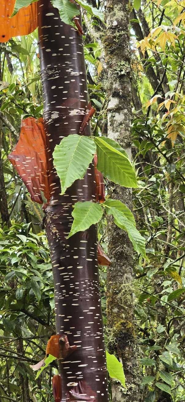 Betula utilis