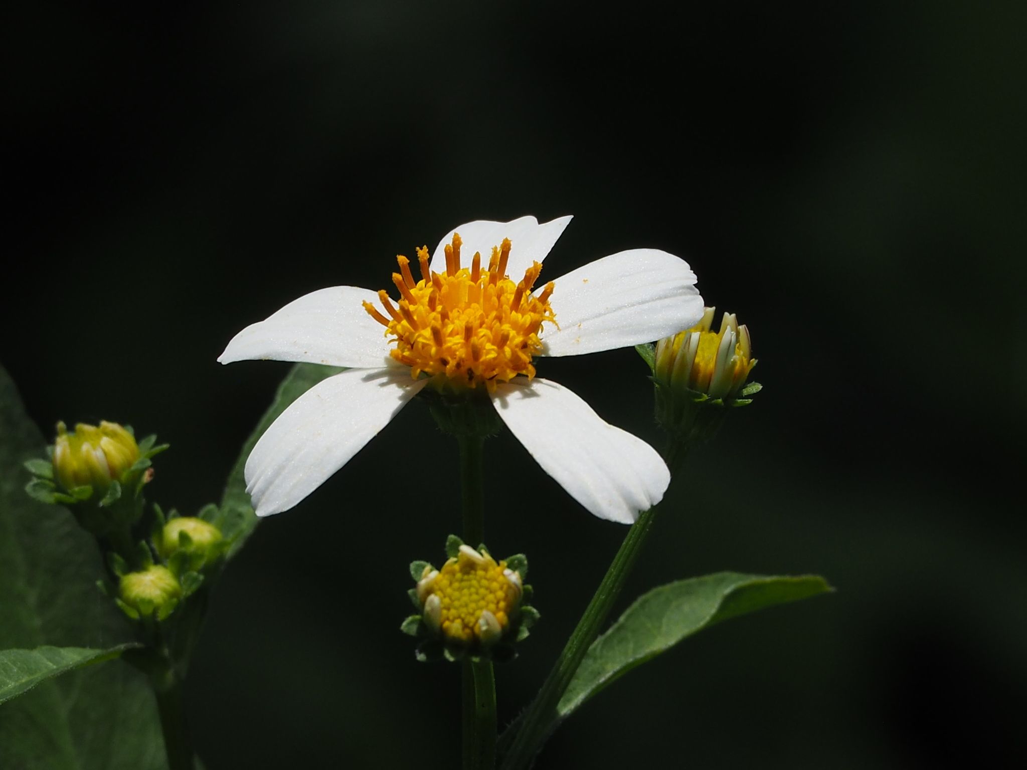 Bidens alba