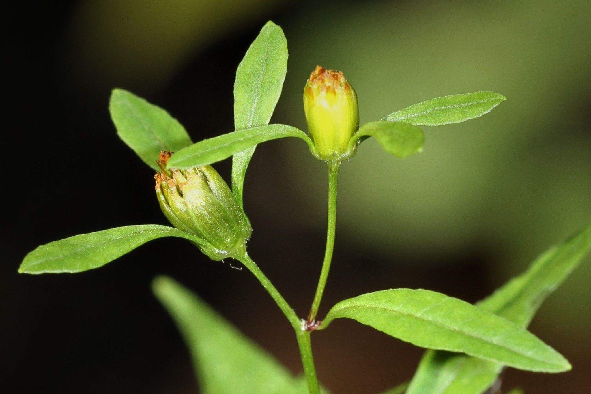 Bidens discoidea