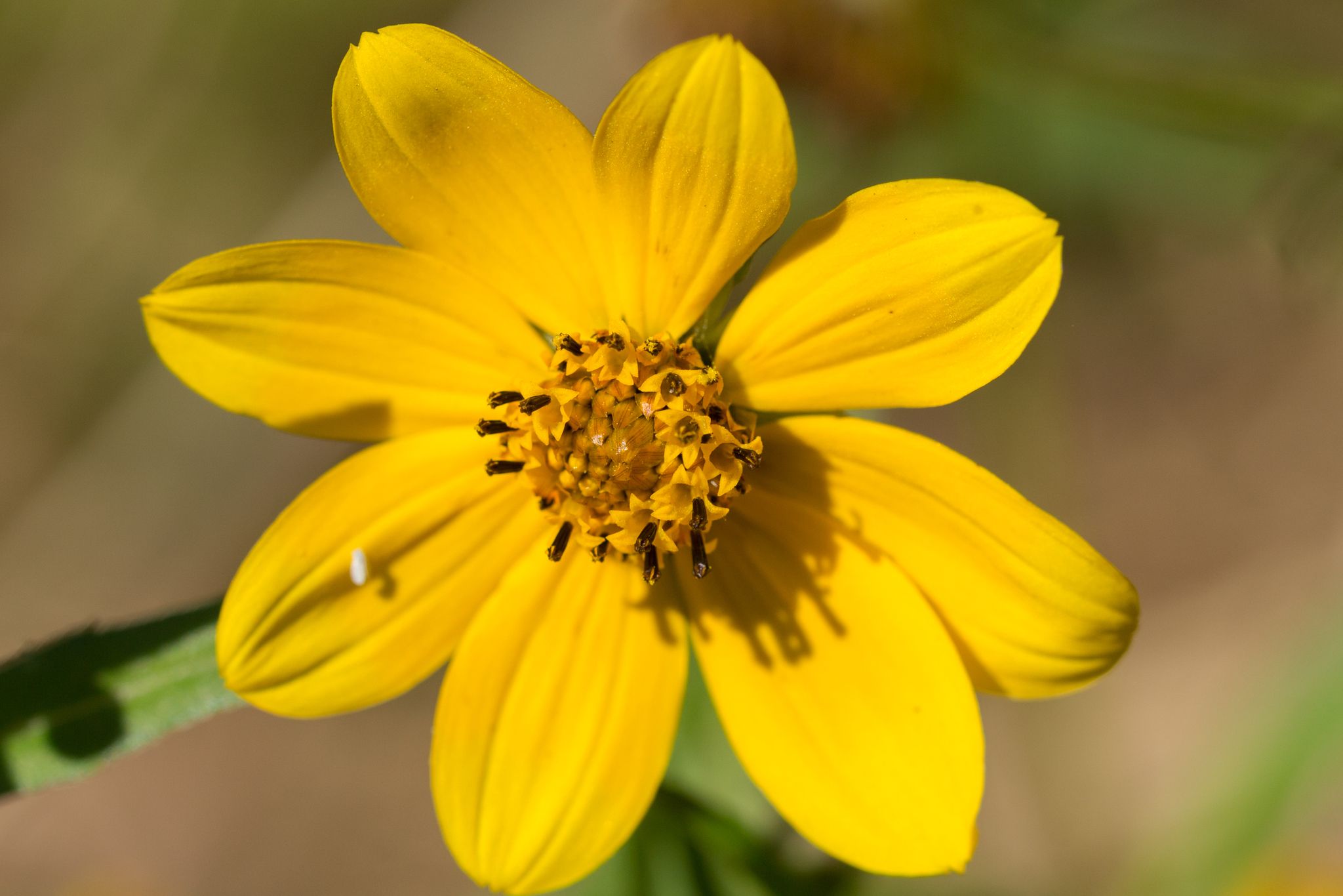 Bidens laevis