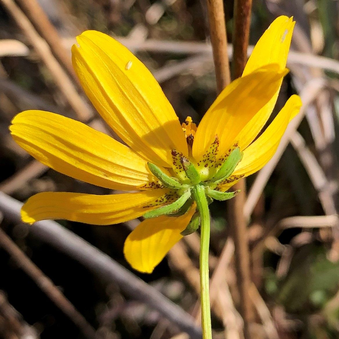 Bidens mitis