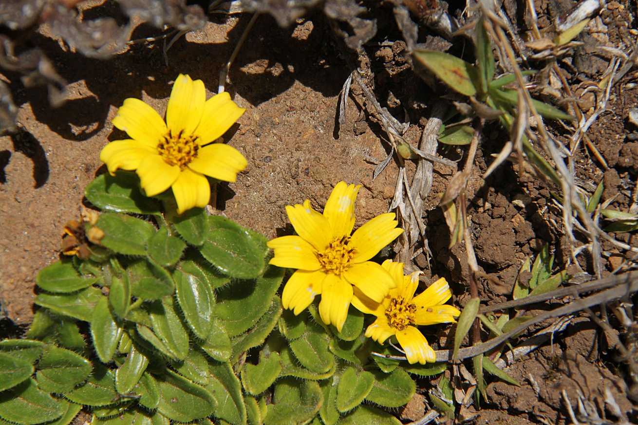 Bidens sp.