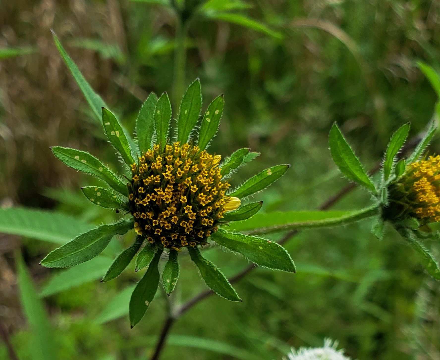 Bidens vulgata