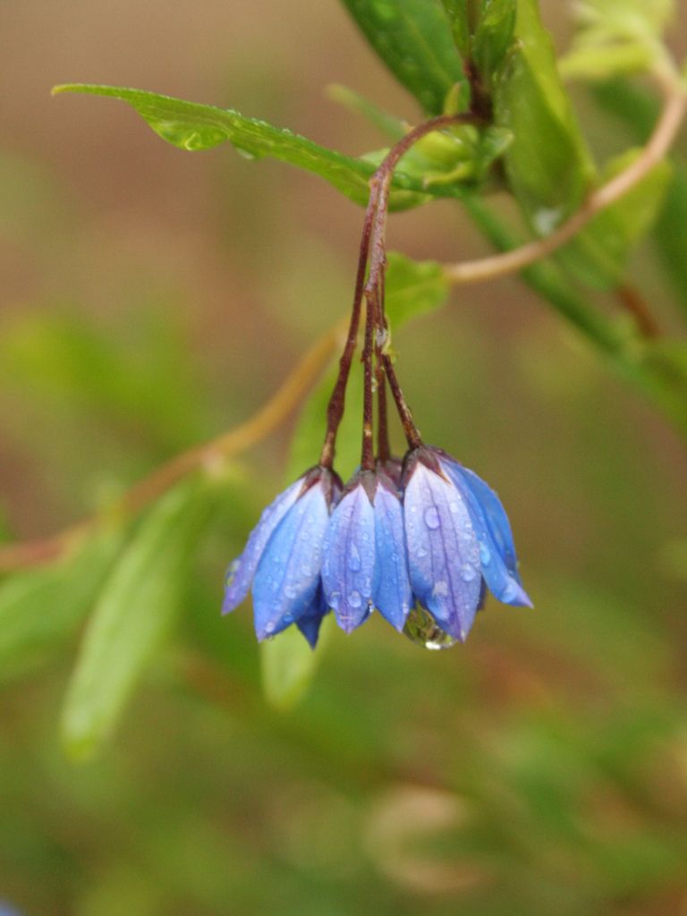 Billardiera heterophylla