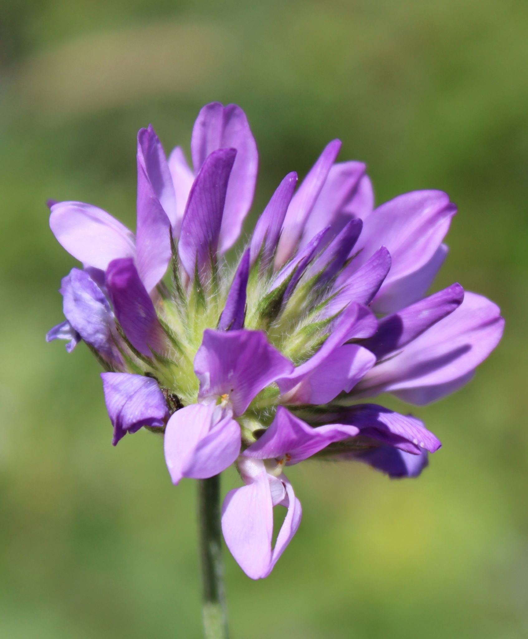 Bituminaria bituminosa