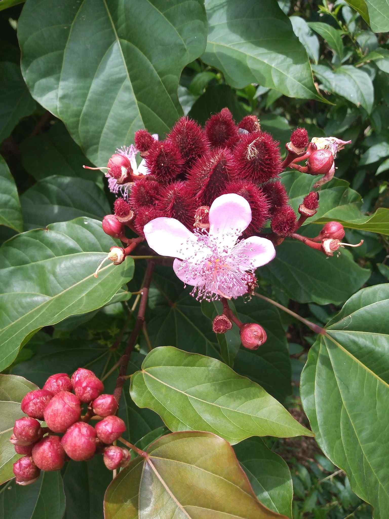 Bixa orellana