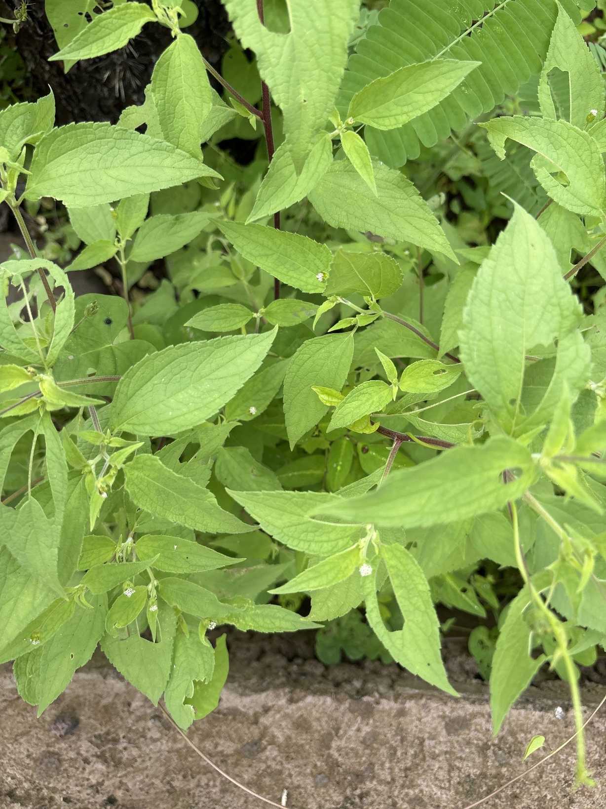 Blainvillea rhomboidea