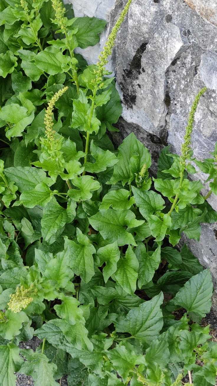 Blitum bonus-henricus