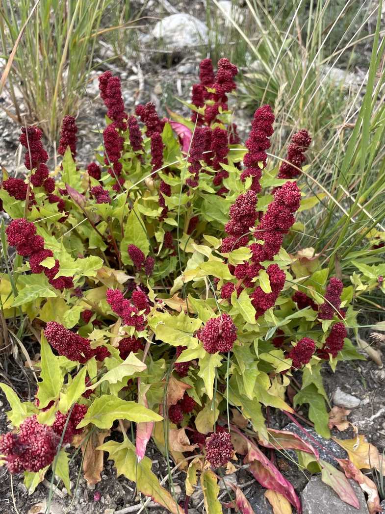 Blitum capitatum