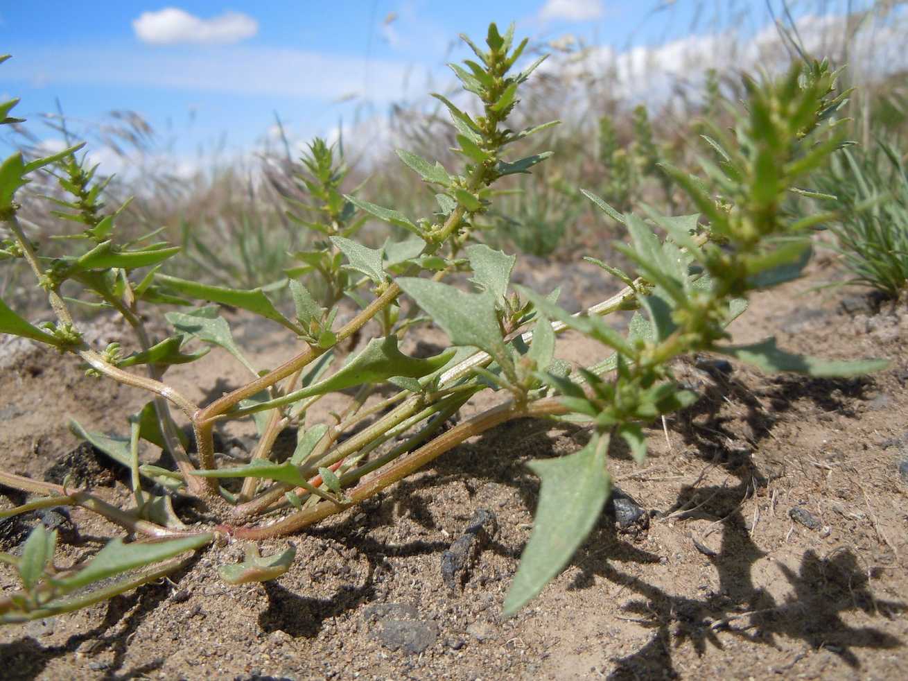 Blitum nuttallianum